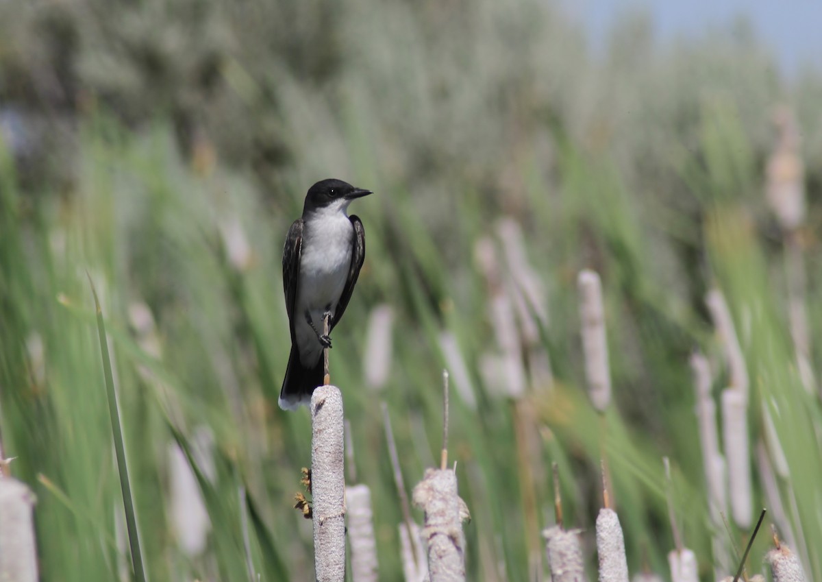 Eastern Kingbird - Jared Peck