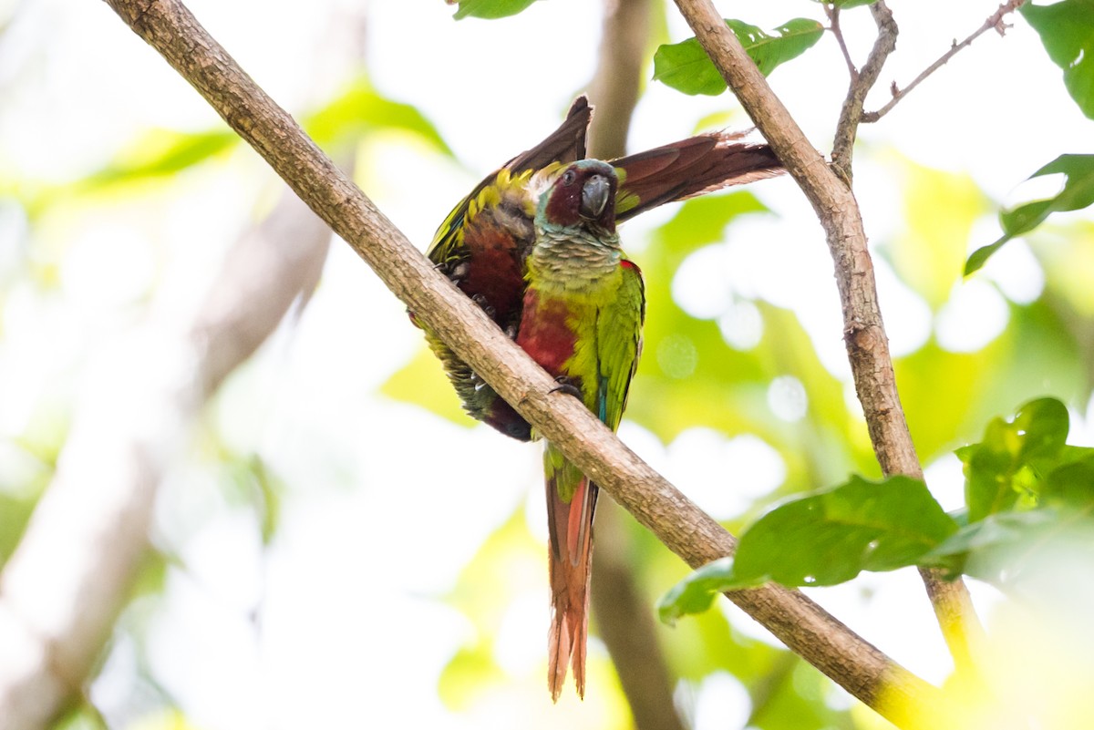 Pfrimer's Parakeet - ML124479741