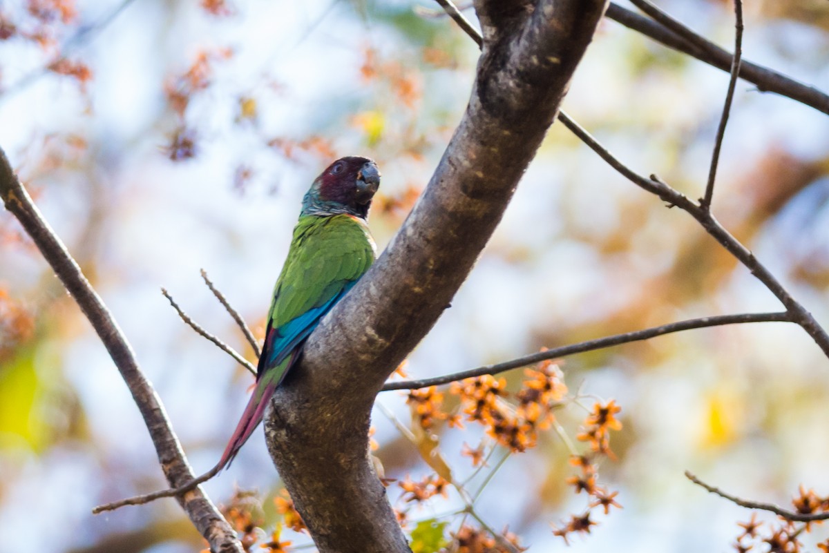 Pfrimer's Parakeet - ML124479751