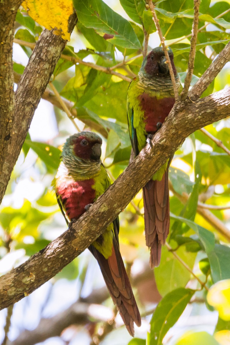 Pfrimer's Parakeet - ML124479791