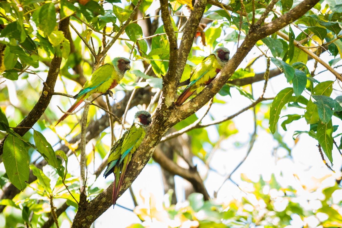 Pfrimer's Parakeet - ML124479801