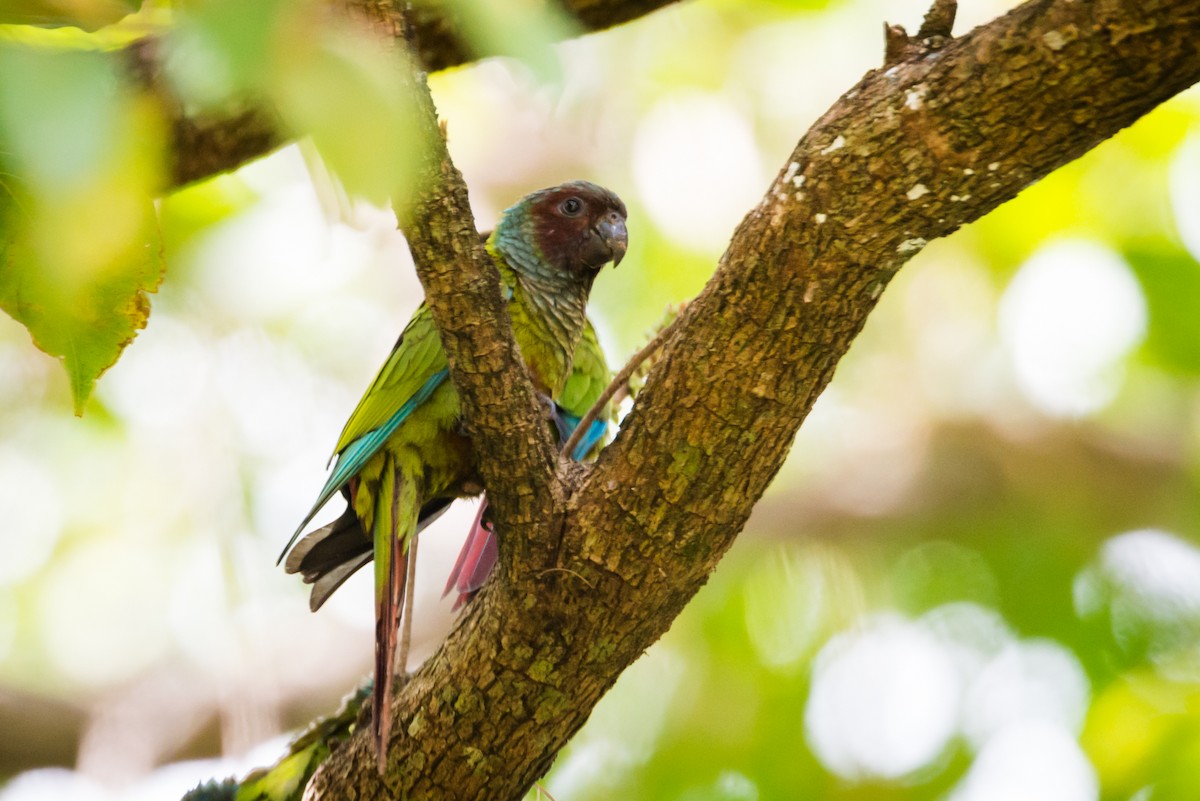 Pfrimer's Parakeet - ML124479831