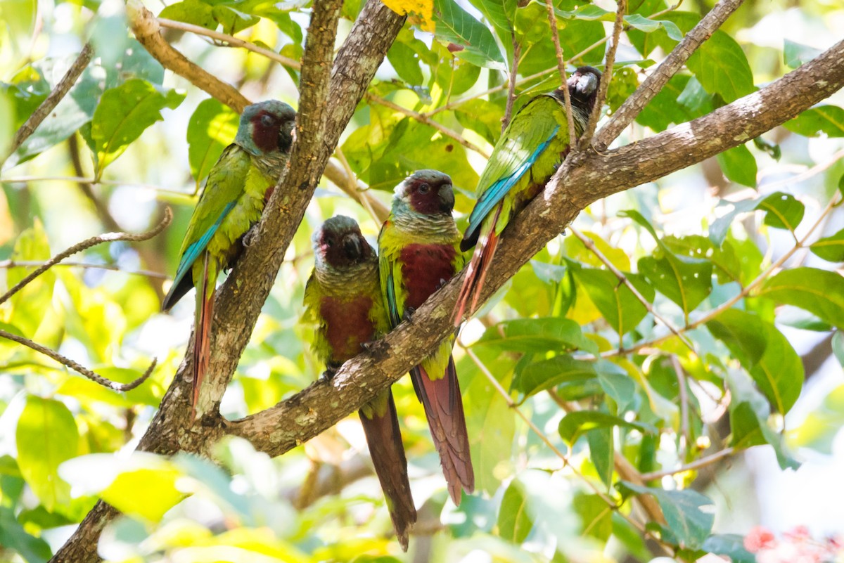 Pfrimer's Parakeet - Claudia Brasileiro