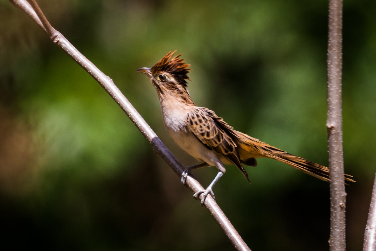 Striped Cuckoo - ML124479901