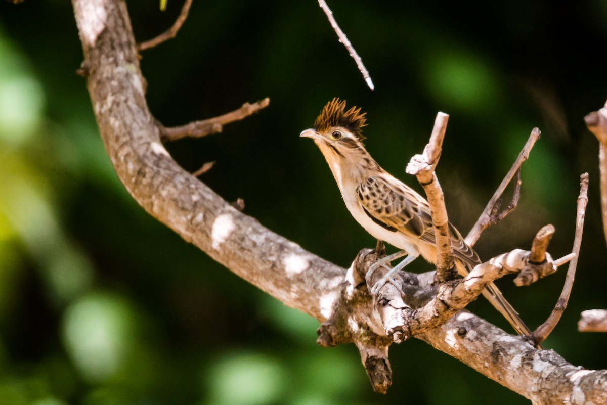 Striped Cuckoo - ML124479911