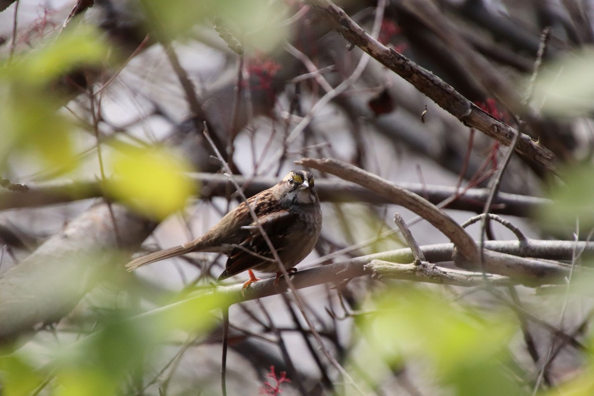 White-throated Sparrow - Alexander Maracle