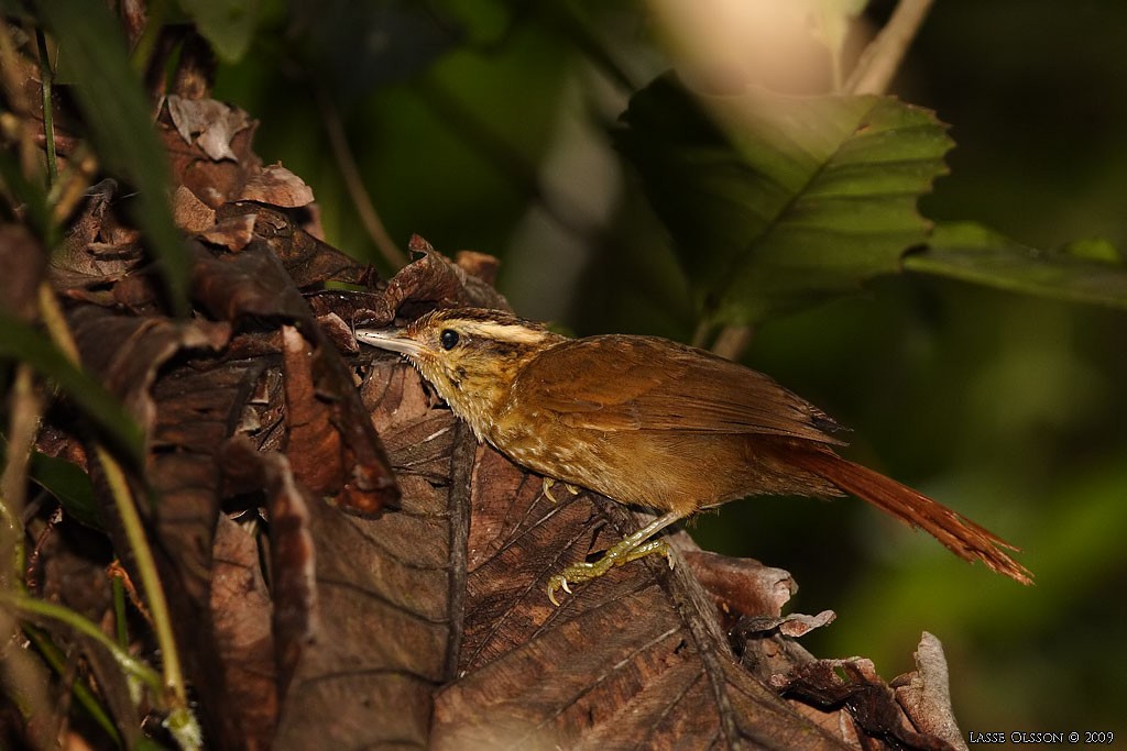 Sharp-billed Treehunter - ML124482141