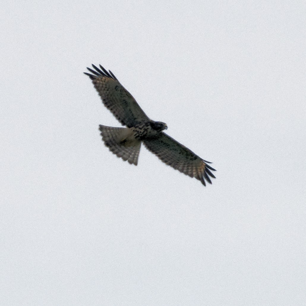 Red-shouldered Hawk - ML124486001