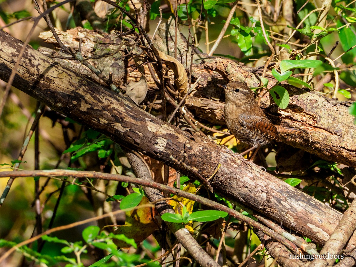 Troglodyte des forêts - ML124486431