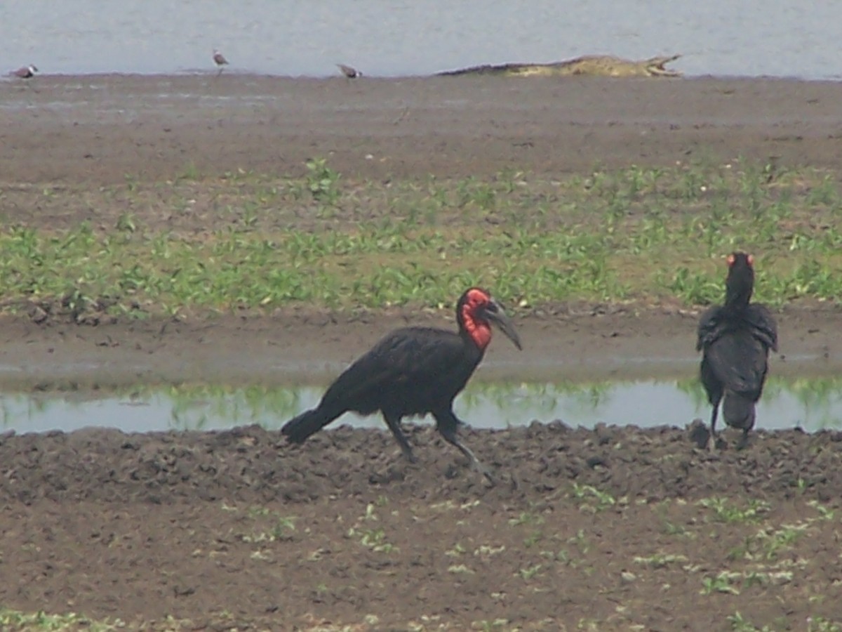 Southern Ground-Hornbill - ML124488161