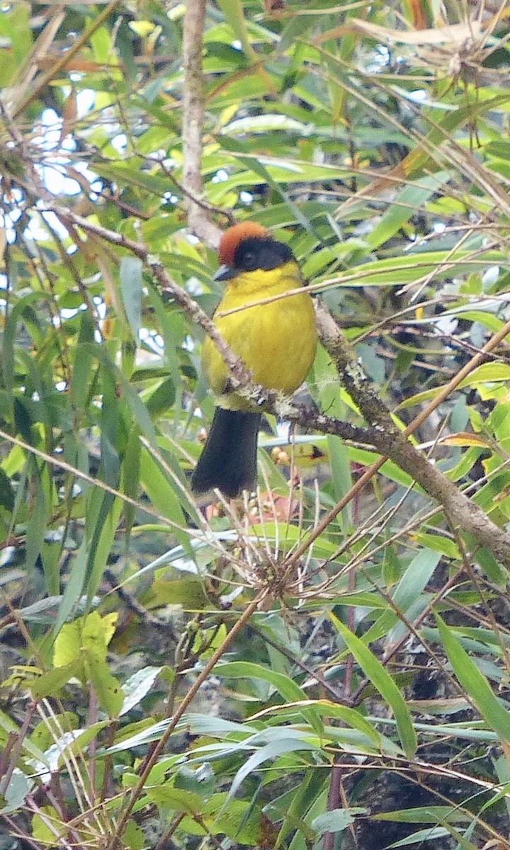 Yellow-breasted Brushfinch (Yellow-breasted) - Jenny Bowman