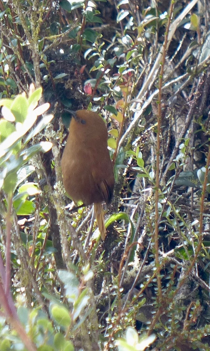 Rufous Wren - ML124488891