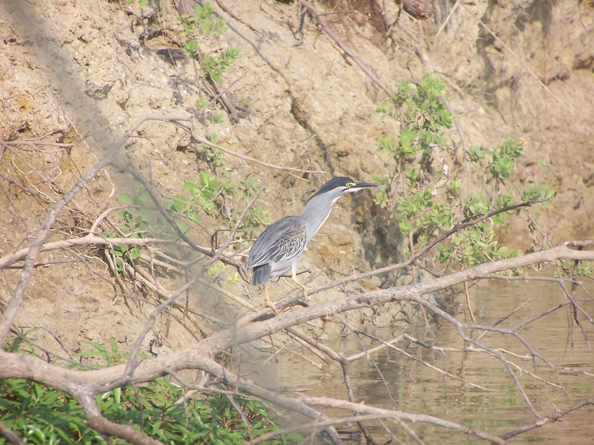 Striated Heron - ML124489211