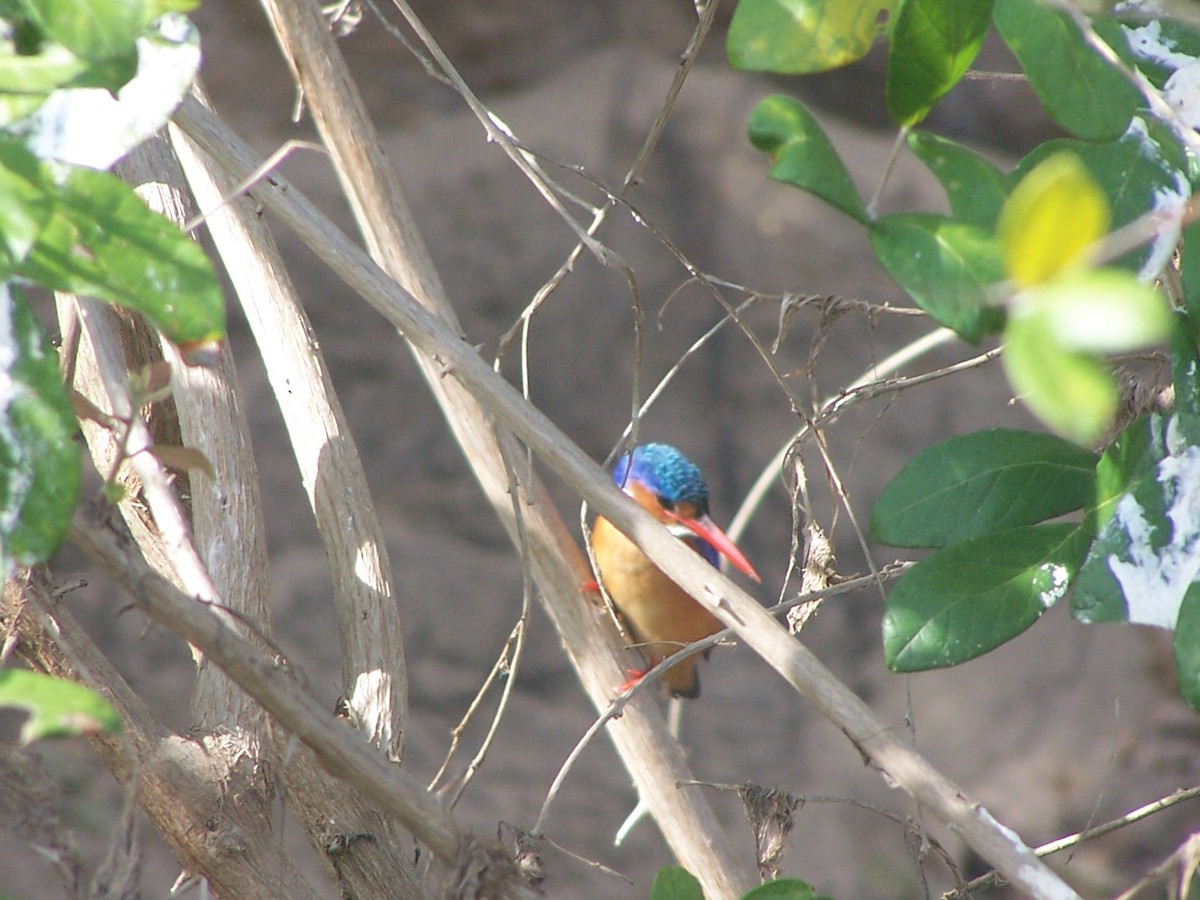 Malachite Kingfisher - ML124489561