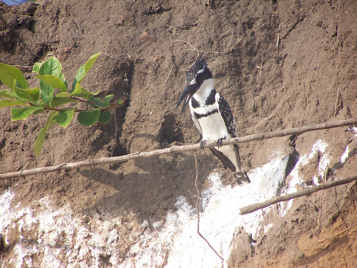 Pied Kingfisher - Robin Welsh