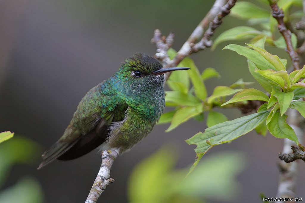 Versicolored Emerald - Lasse Olsson