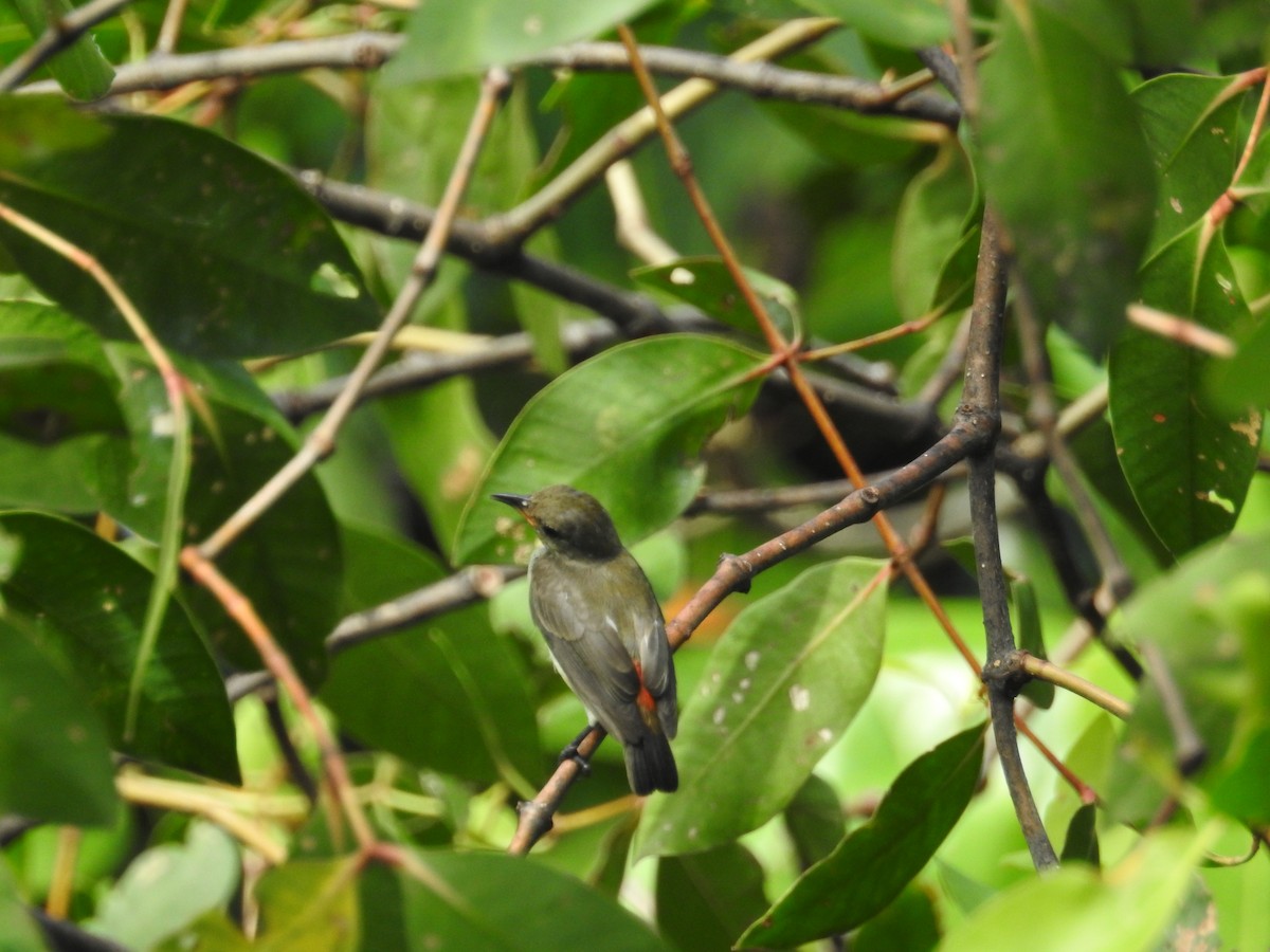 Scarlet-backed Flowerpecker - ML124491661