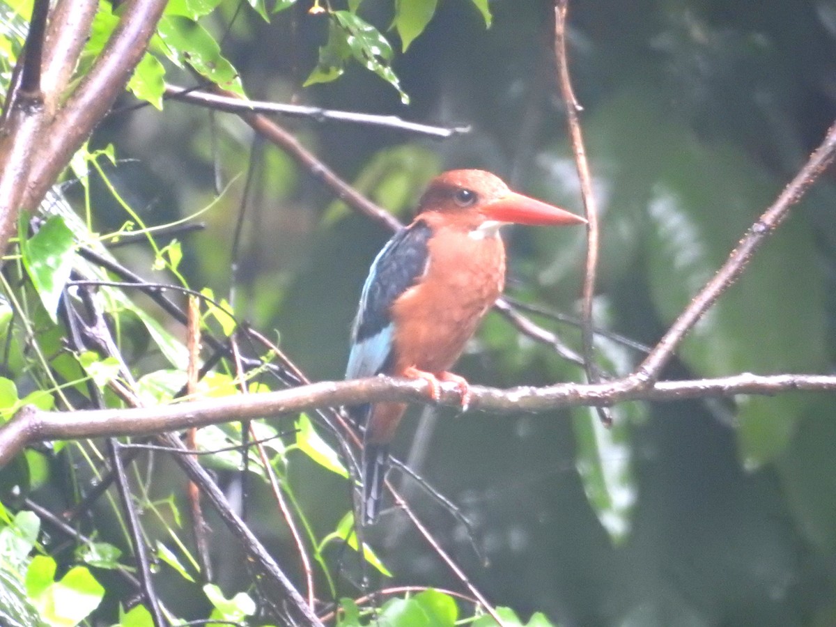 Brown-breasted Kingfisher - ML124493081