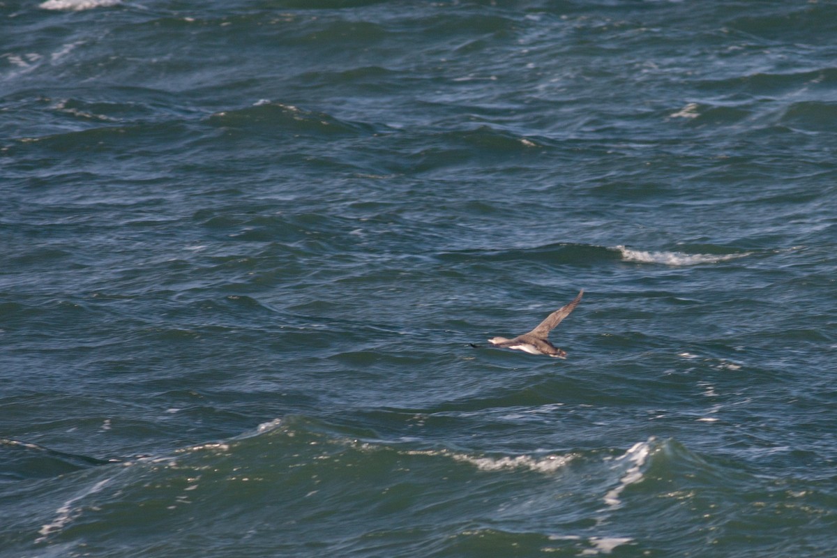 Pacific Loon - ML124495051