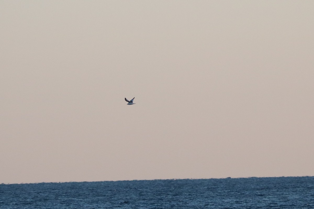 Black-legged Kittiwake - ML124497601