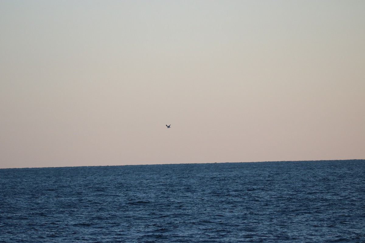 Black-legged Kittiwake - ML124497641