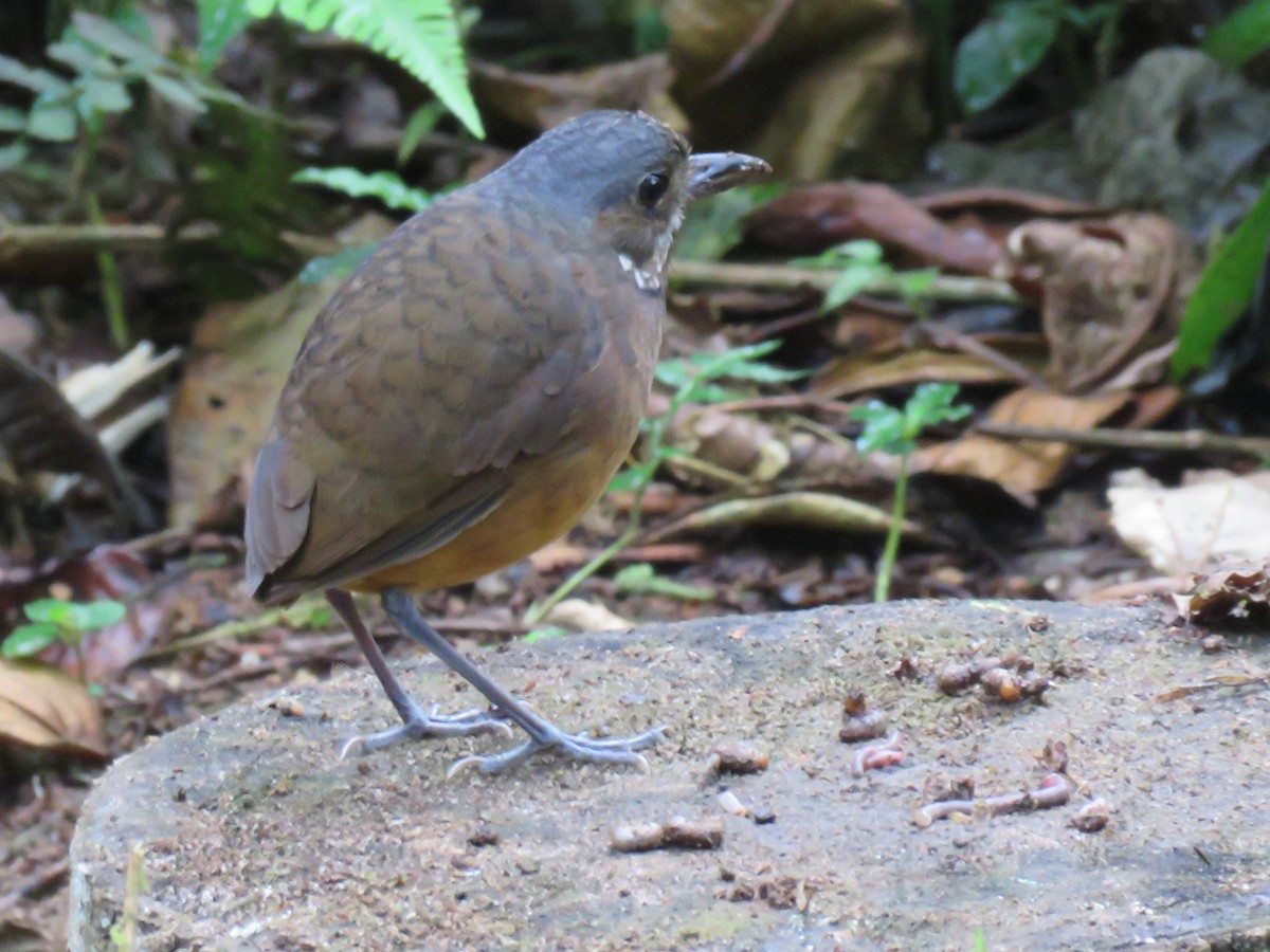 Moustached Antpitta - ML124499271