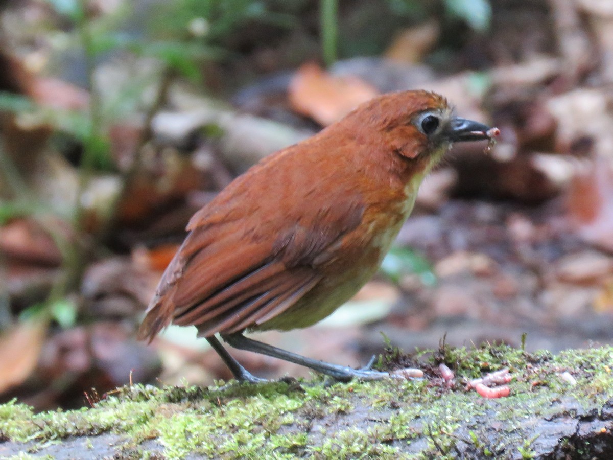 Yellow-breasted Antpitta - Colin Dillingham