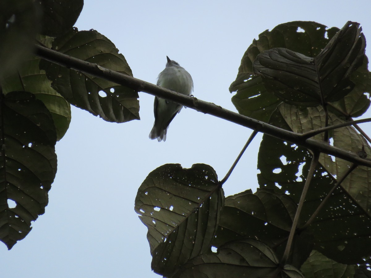 White-tailed Tyrannulet - ML124500311