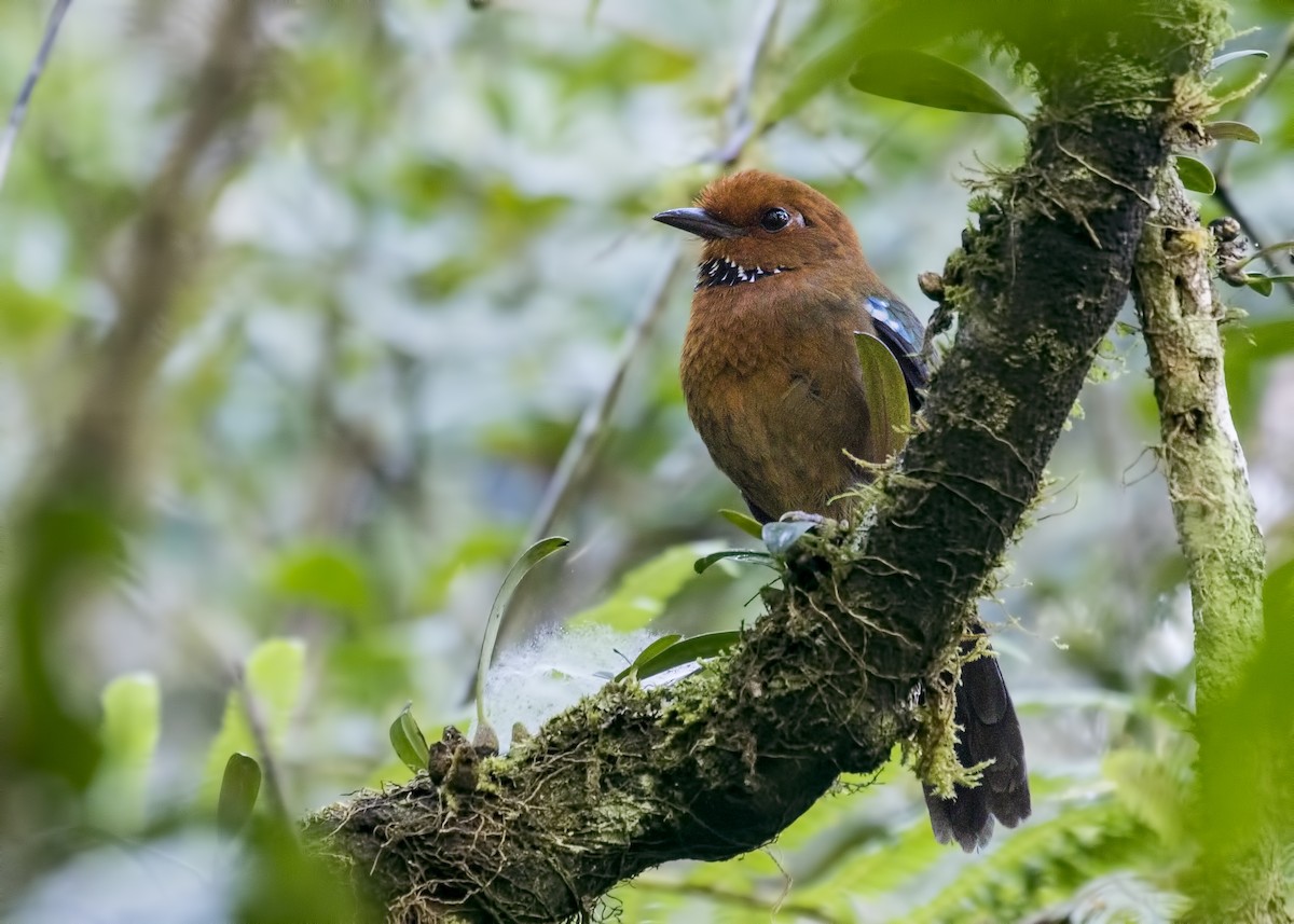 Rufous-headed Ground-Roller - Simon Lane