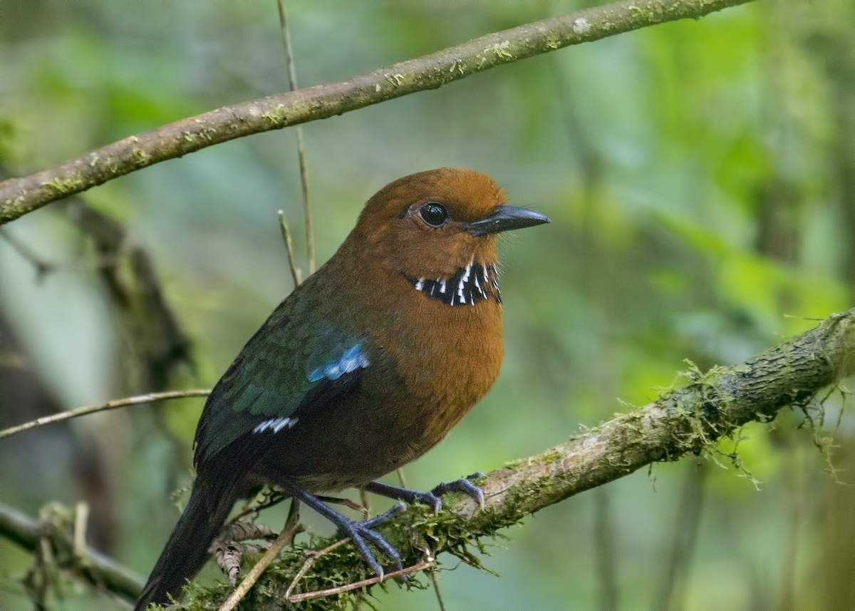 Rufous-headed Ground-Roller - Simon Lane
