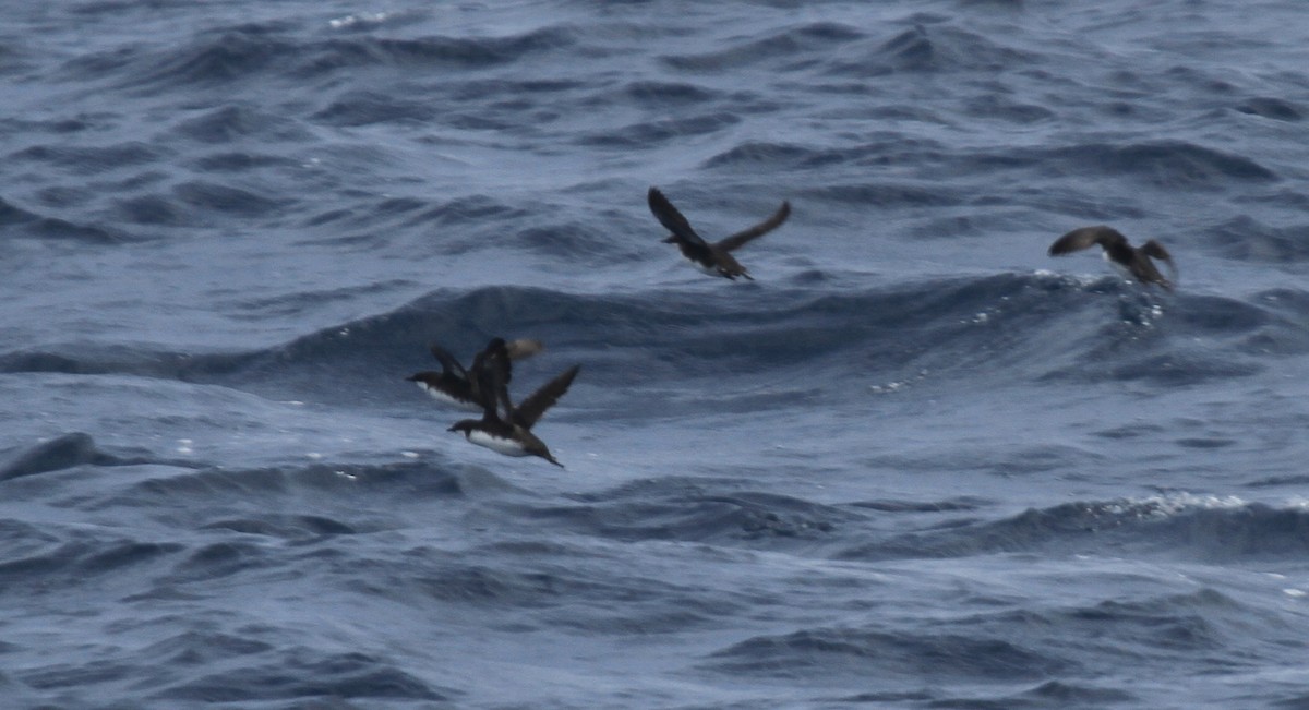 Craveri's Murrelet - ML124503441