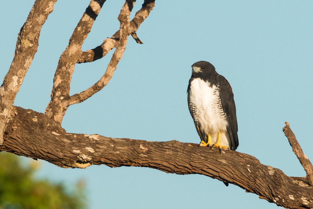 Weißschwanzbussard - ML124503751