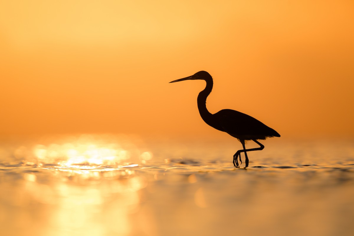 Tricolored Heron - ML124505451