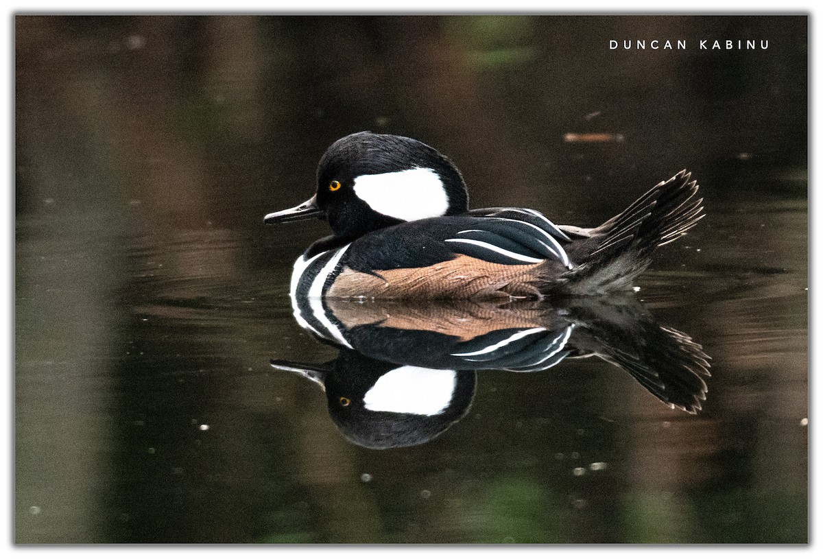 Hooded Merganser - ML124505631