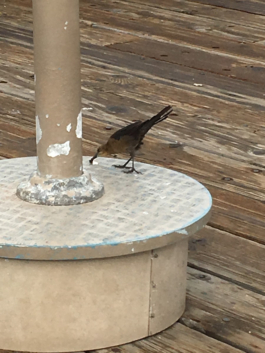 Great-tailed Grackle - ML124506911