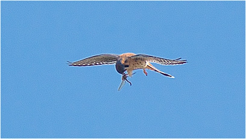 American Kestrel - ML124507441