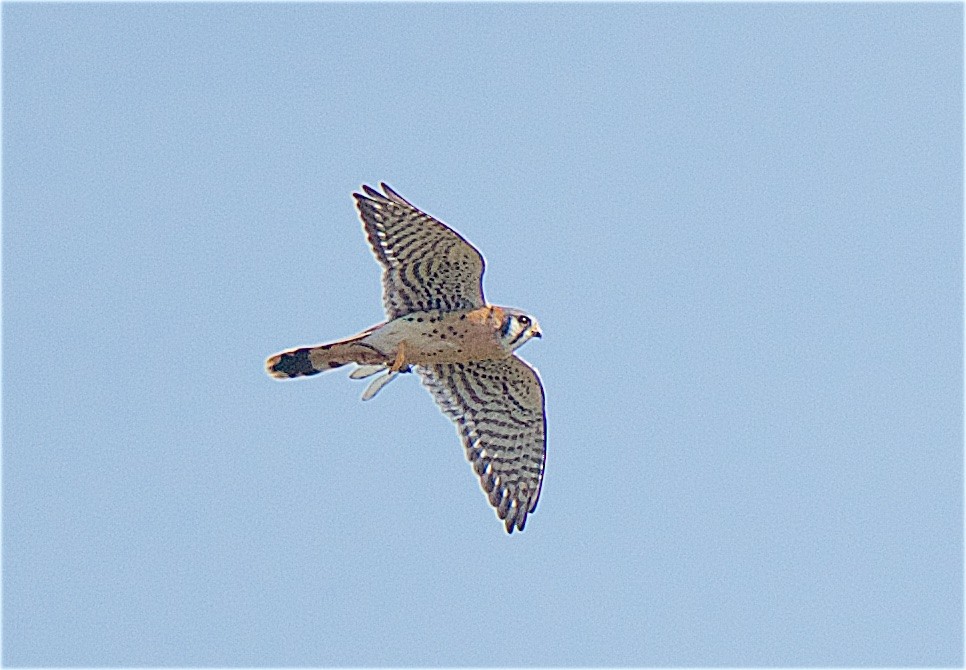 American Kestrel - ML124507461