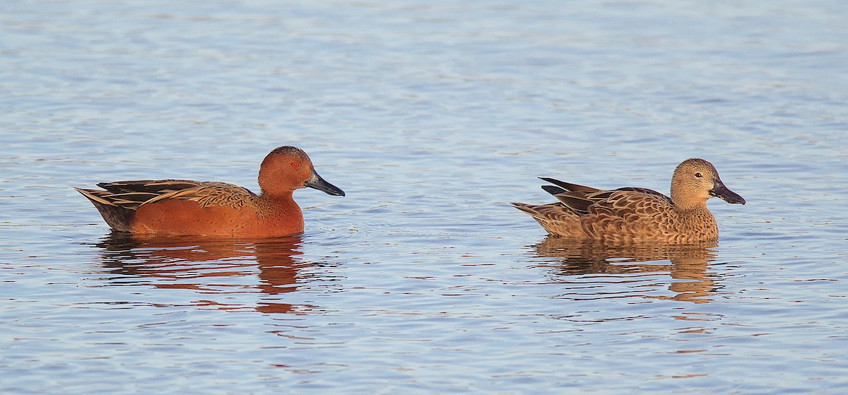 Cinnamon Teal - ML124507971