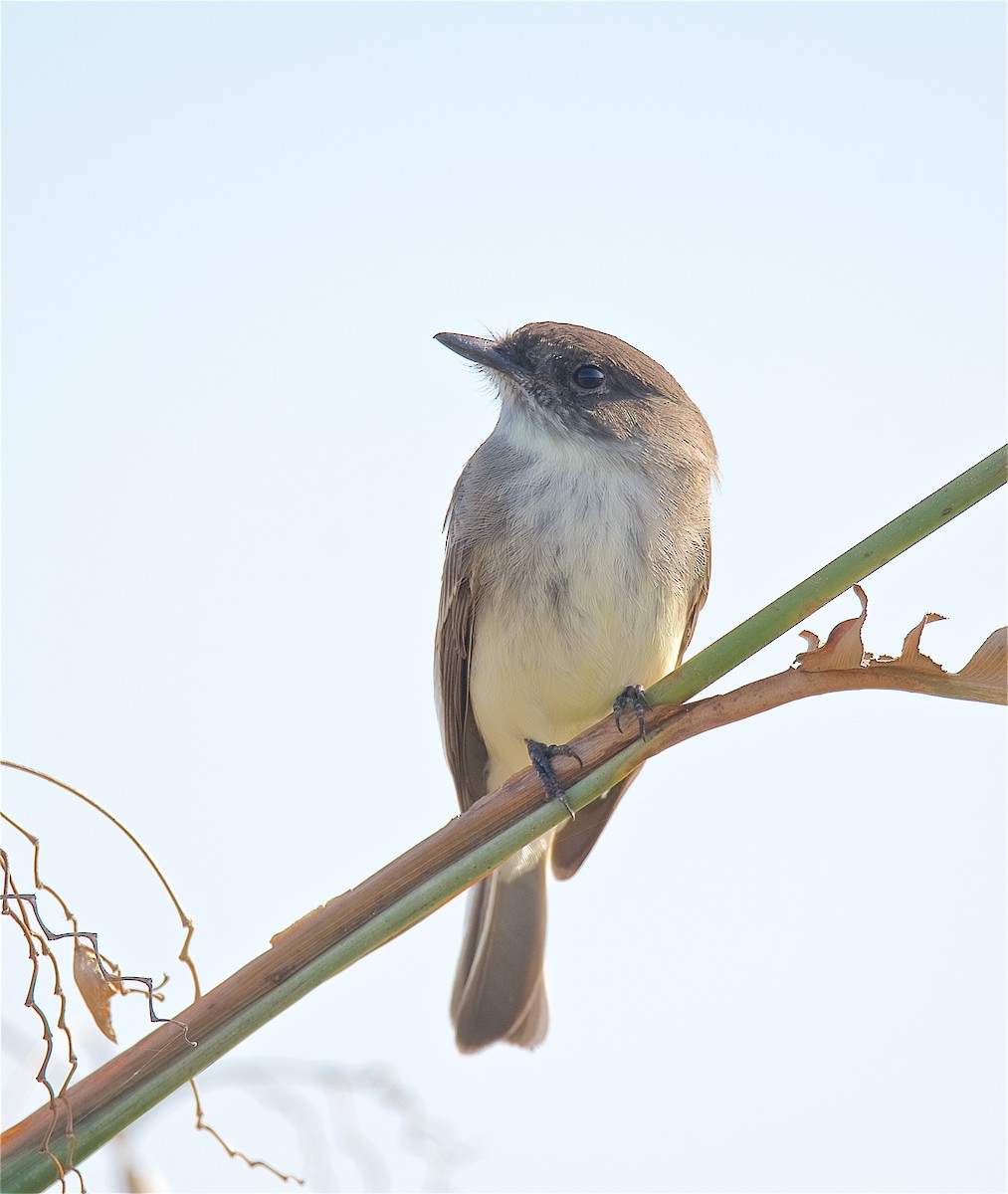 Eastern Phoebe - ML124508241