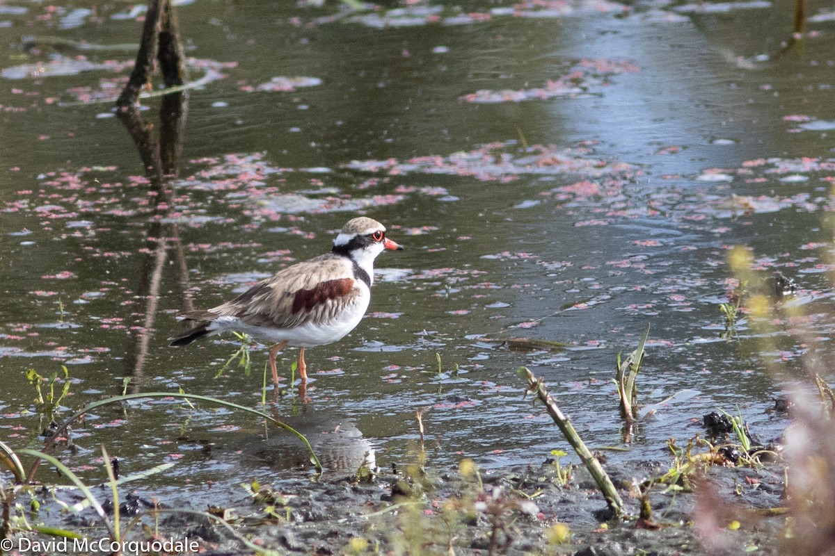 Black-fronted Dotterel - David McCorquodale