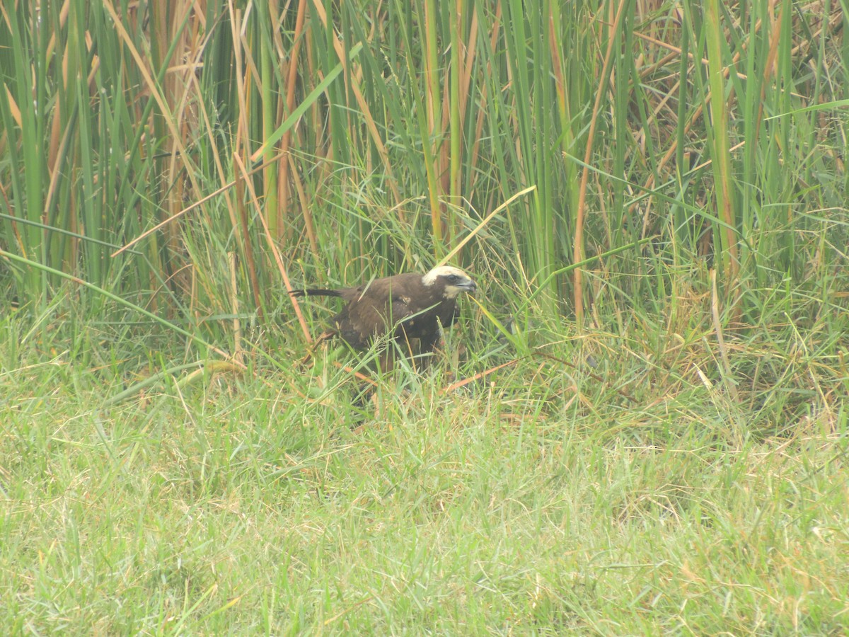 Western Marsh Harrier - Vineeth Kartha