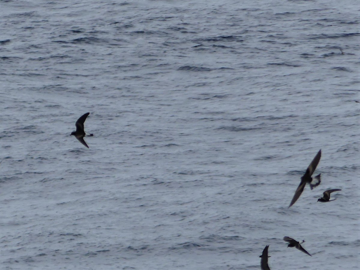 Wedge-rumped Storm-Petrel - ML124514101