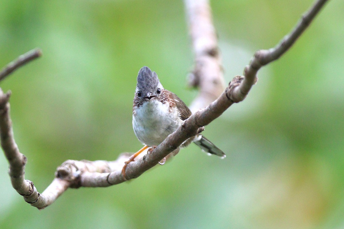 Yuhina à bandeau - ML124514581