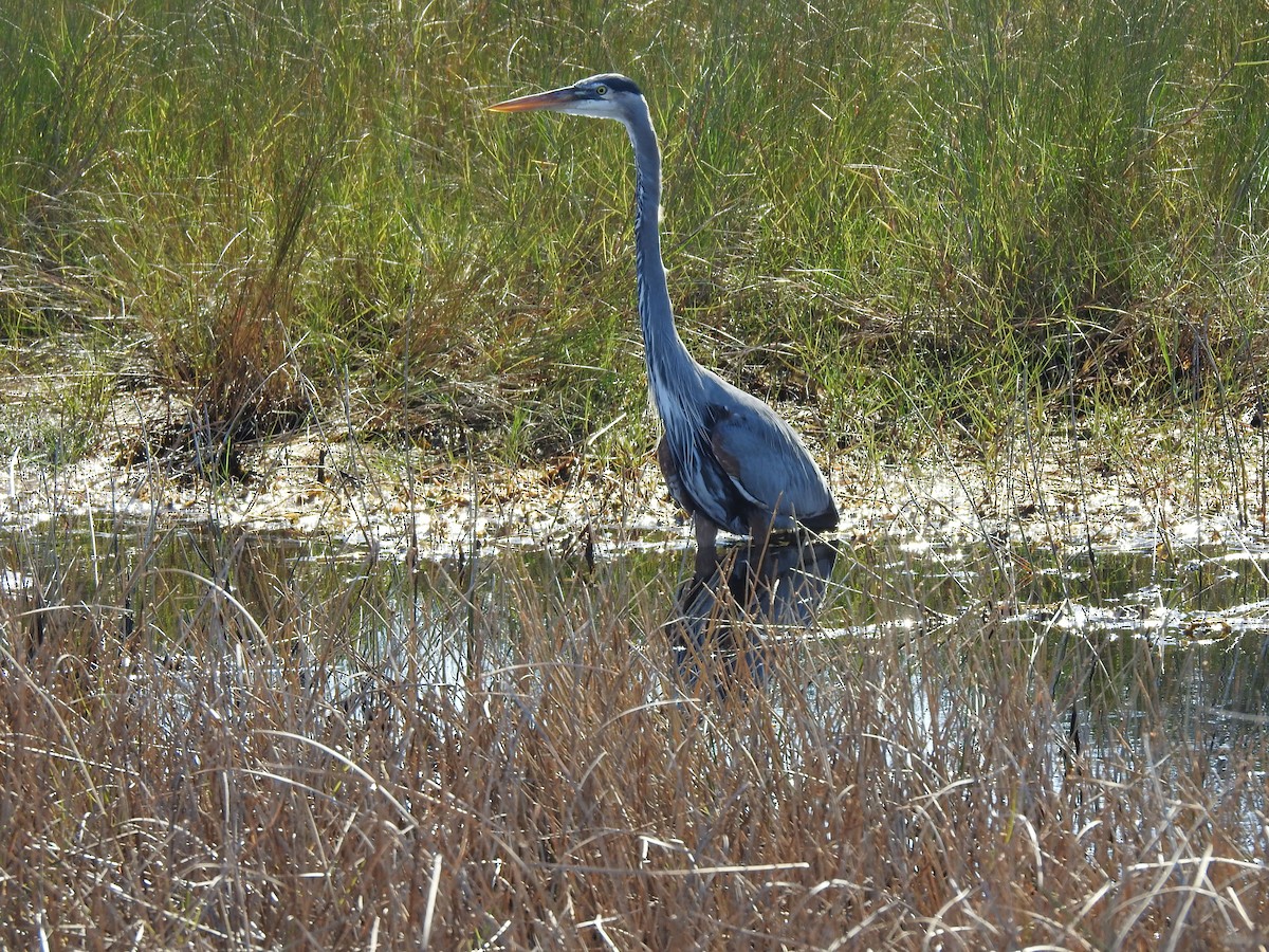 Great Blue Heron - ML124514811