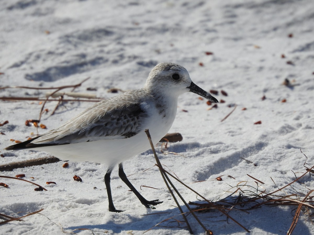 Sanderling - ML124515701