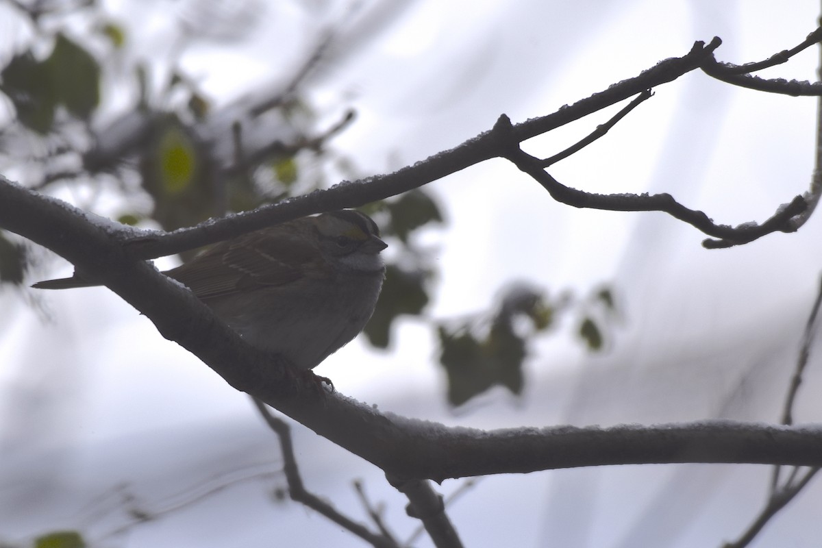 White-throated Sparrow - ML124518711