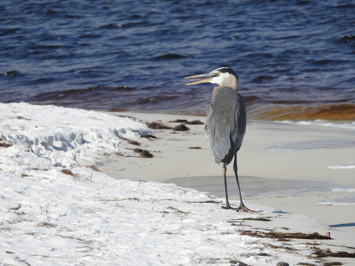 Great Blue Heron - ML124519101