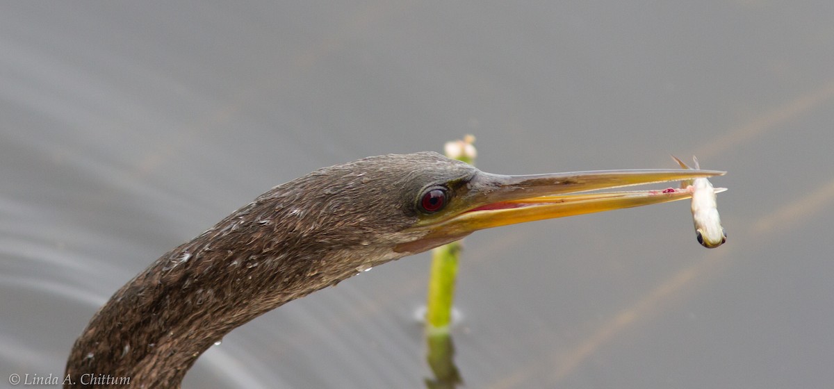 Anhinga - Linda Chittum