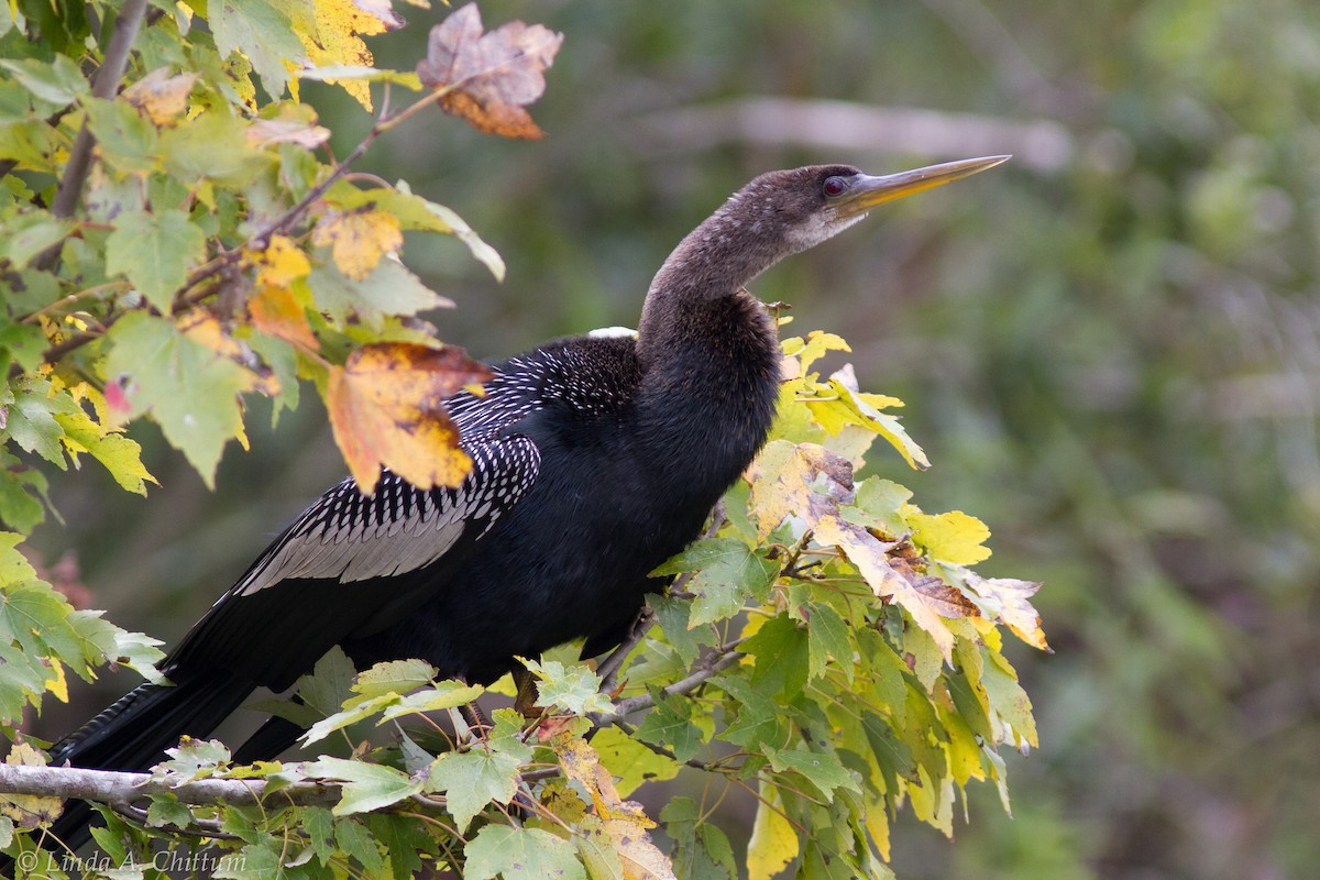 Anhinga - Linda Chittum