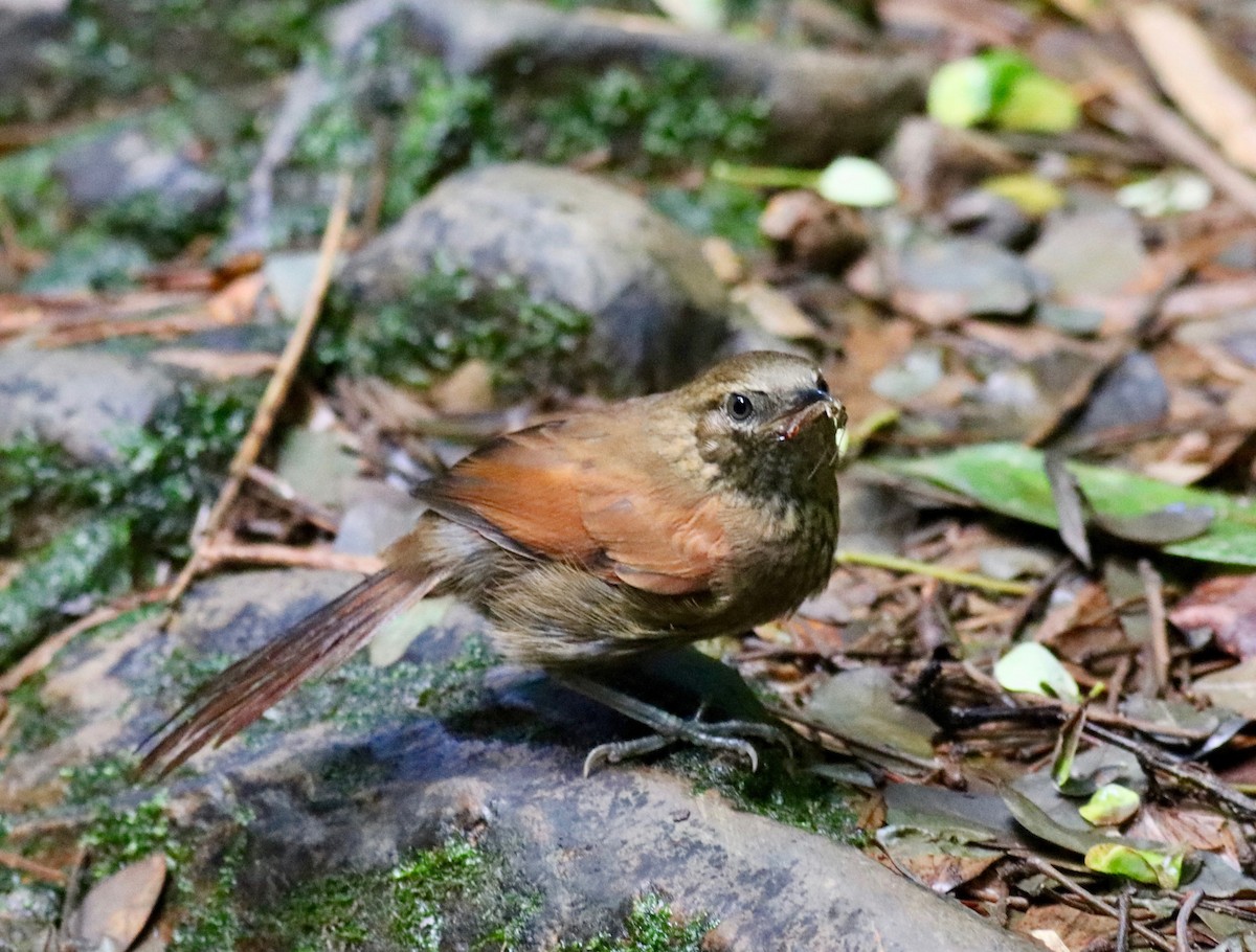 Stripe-breasted Spinetail - Charlie   Nims